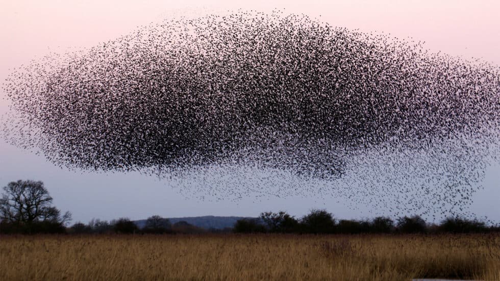 Vautour en vol en formation au coucher du soleil, illustrant la liberté et la collaboration dans l'o.
