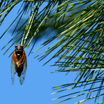 Punaise posée sur une branche de palmier contre un ciel bleu clair.