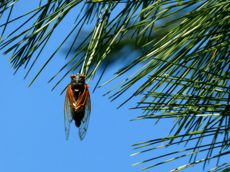 Punaise posée sur une branche de palmier contre un ciel bleu clair.