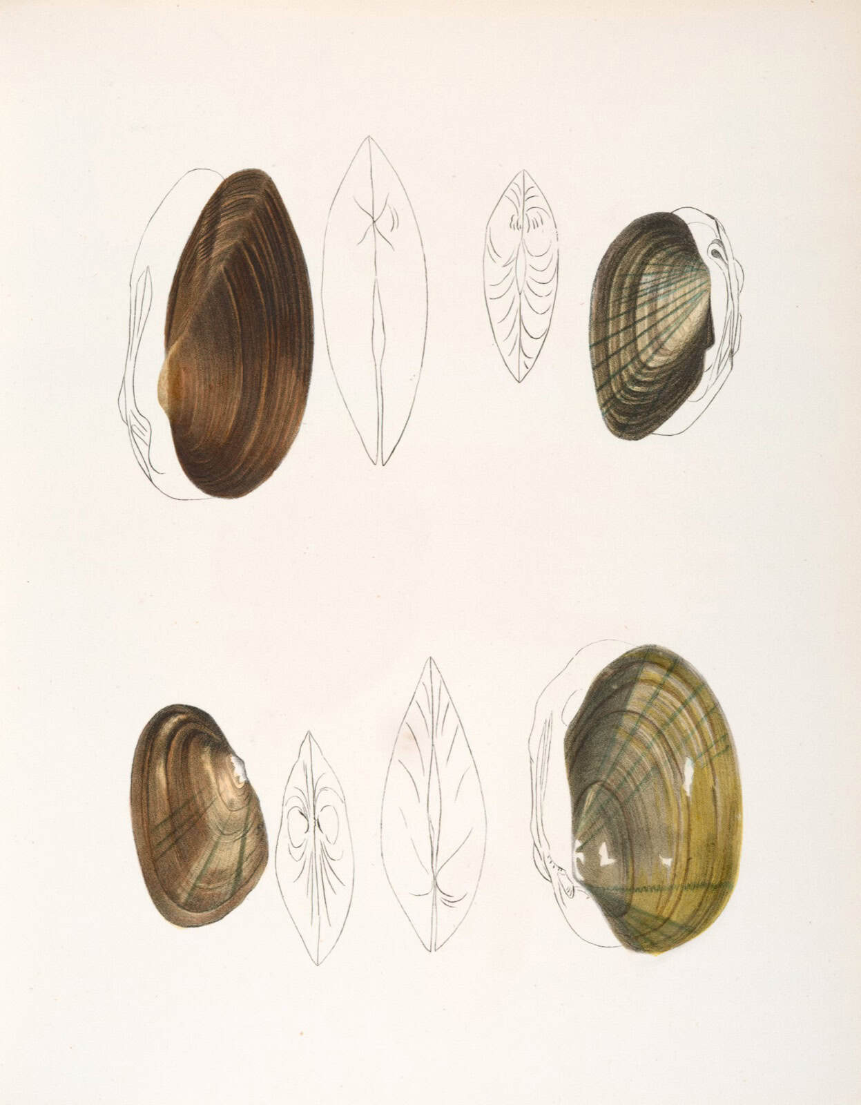 Dessin de coquilles avec esquisses et détails.