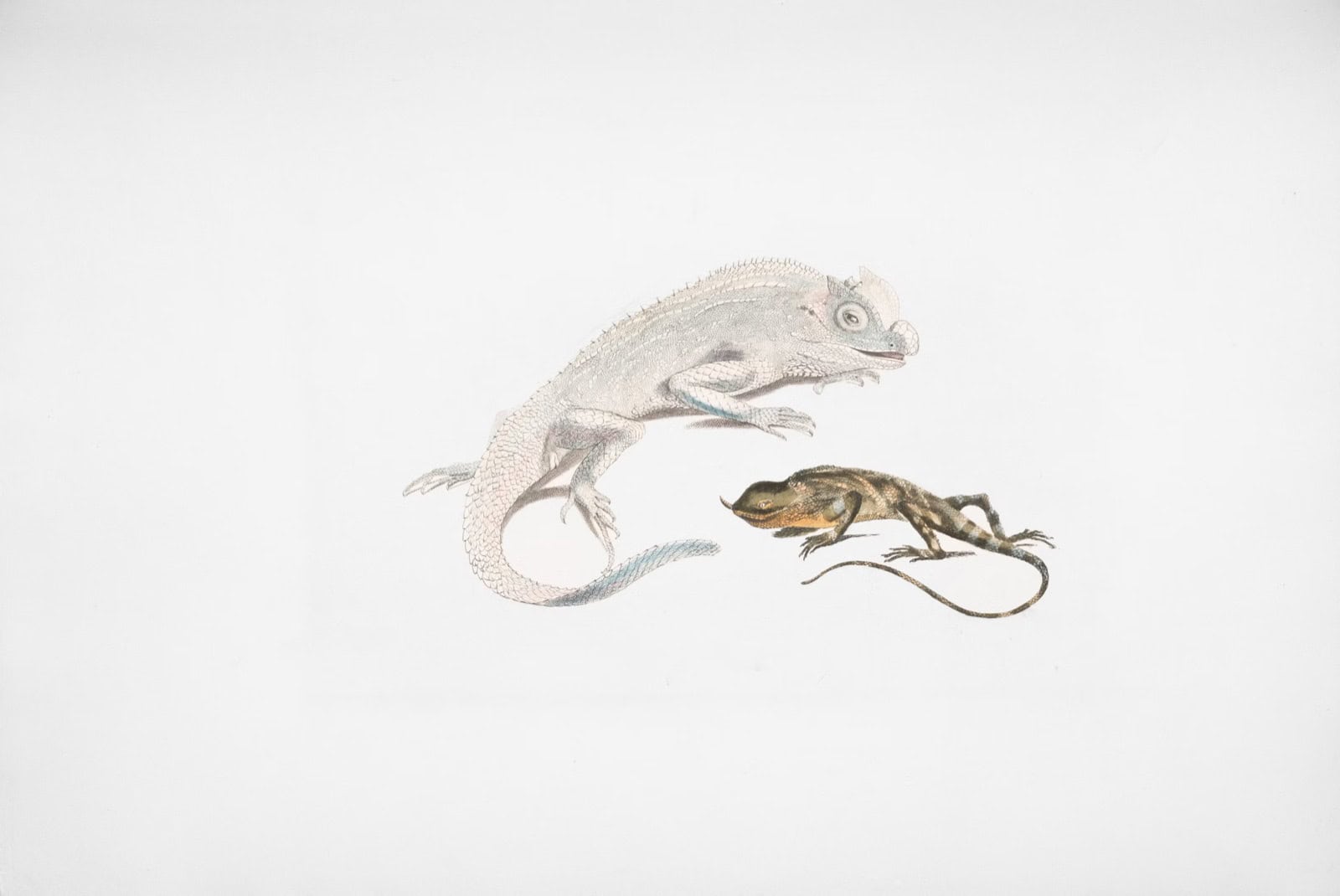 Illustration de deux reptiles, un lézard et une salamandre, sur fond blanc.