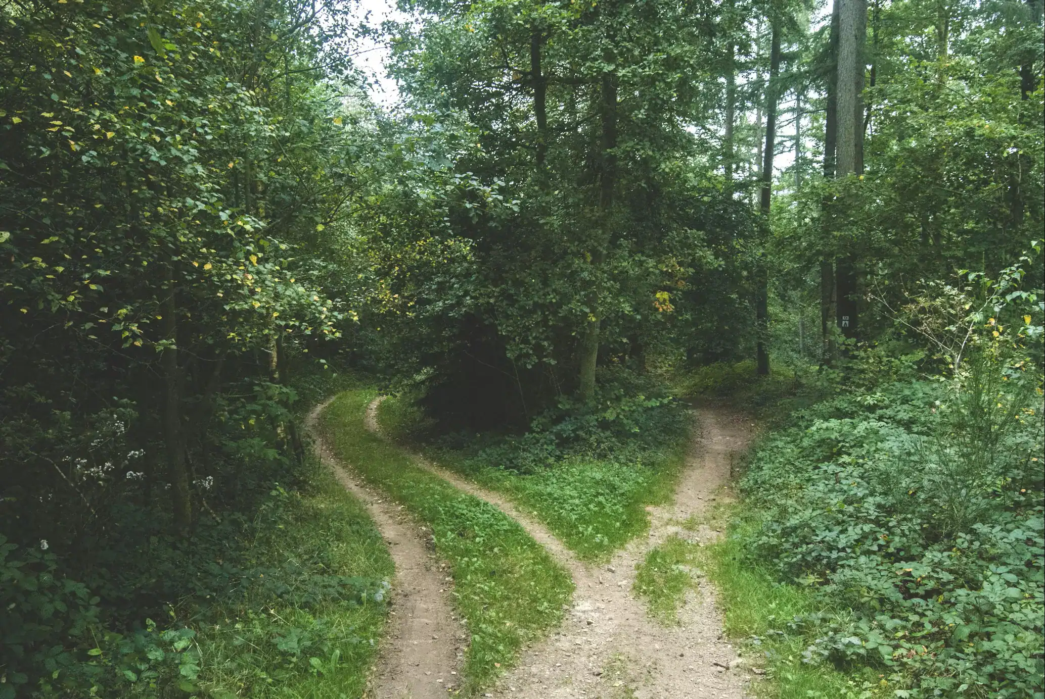 Deux chemins divergents dans une forêt verte dense.