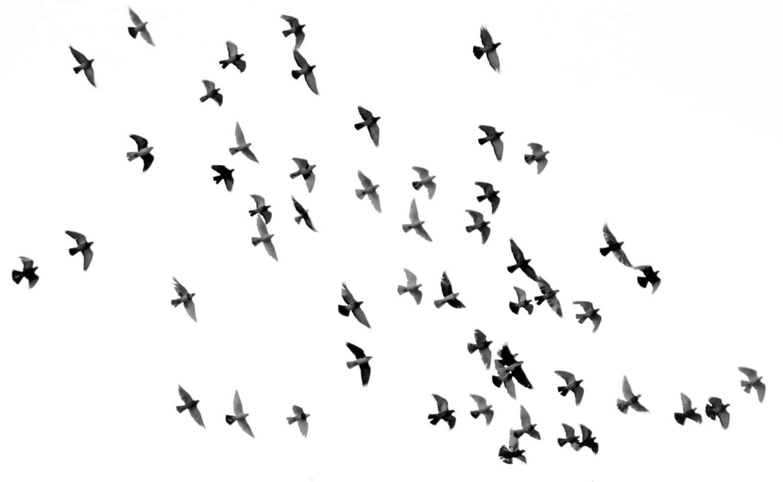 Groupe de pigeons en vol dans le ciel.