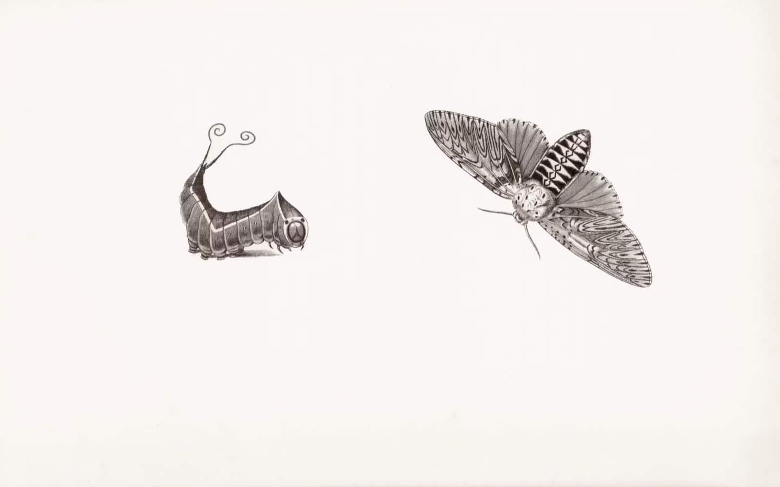 Processus de métamorphose d'une chenille en papillon.