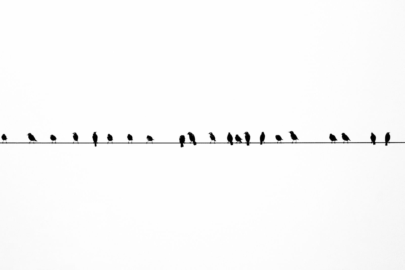 Perroquets et oiseaux sur une ligne, silhouette noire sur fond blanc.