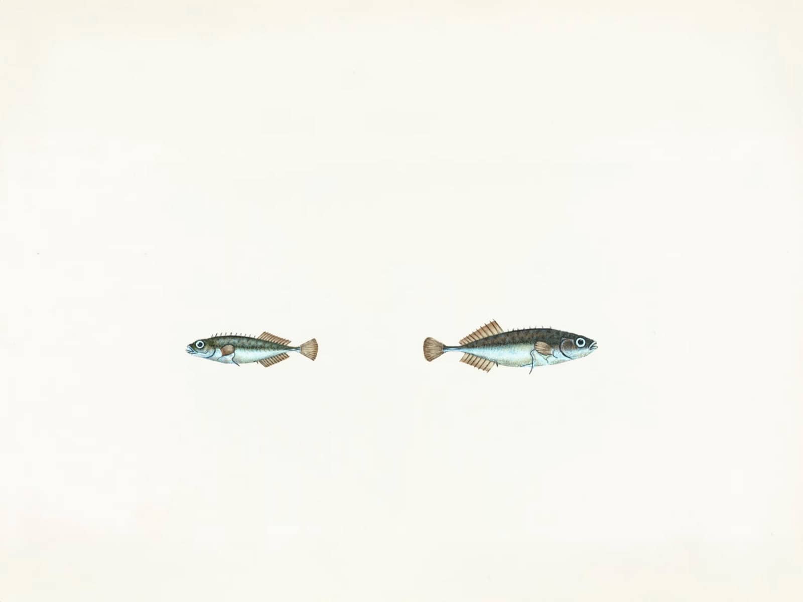 Deux poissons semblables nageant en miroir dans un fond blanc.