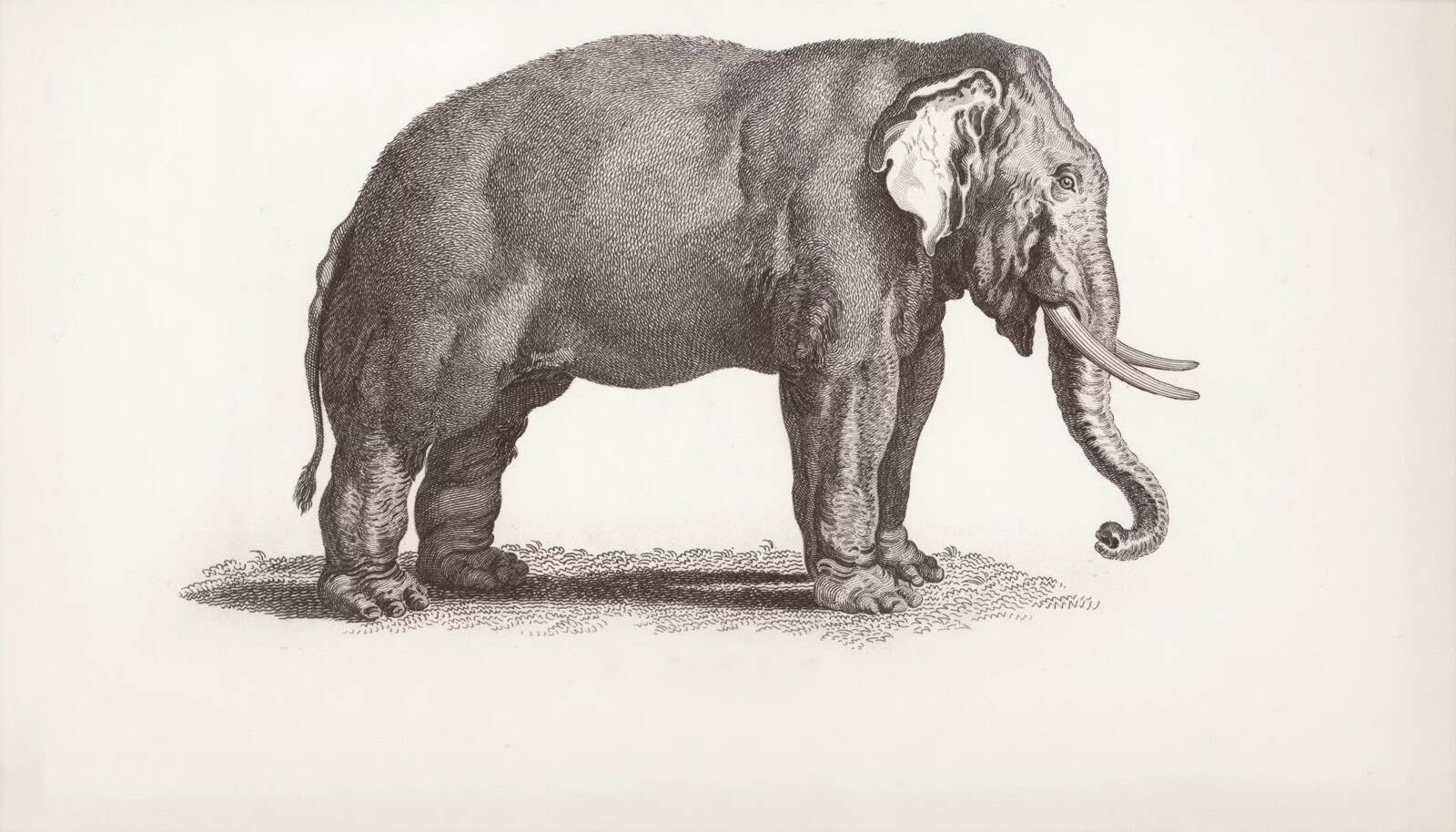 Dessin d'un éléphant en style vintage en noir et blanc.