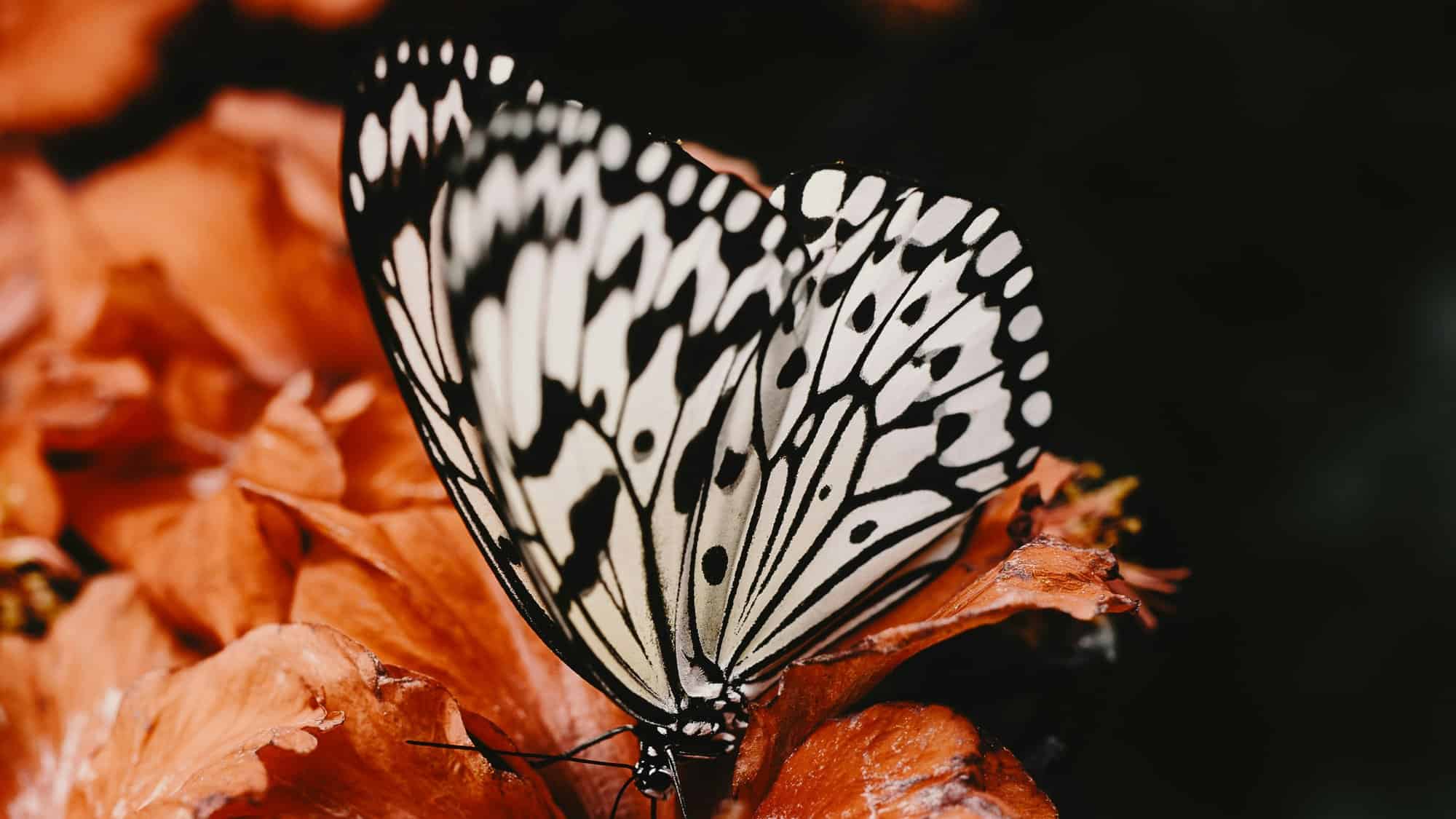 Papillon noir et blanc posé sur une feuille d'automne orange.