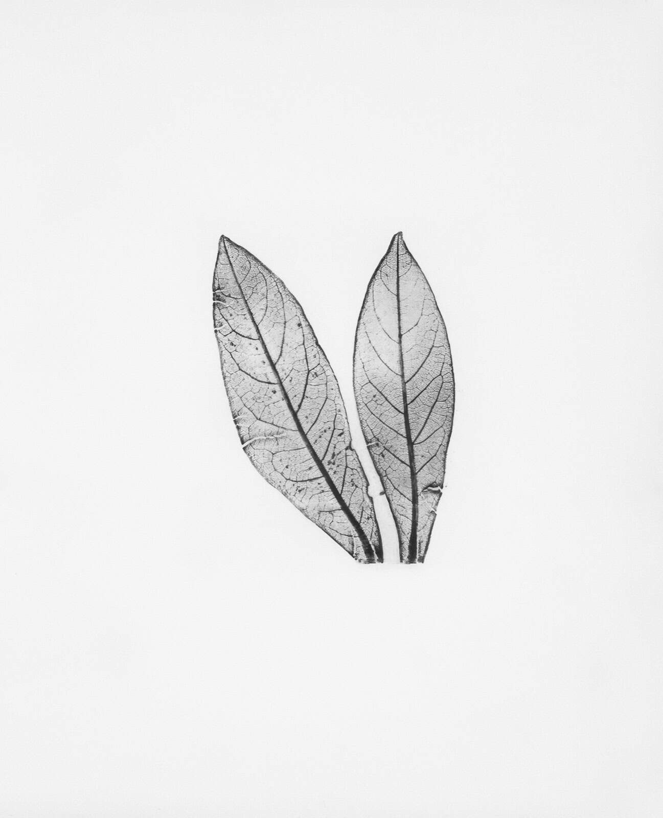 Deux feuilles transparentes avec veines visibles en noir et blanc.