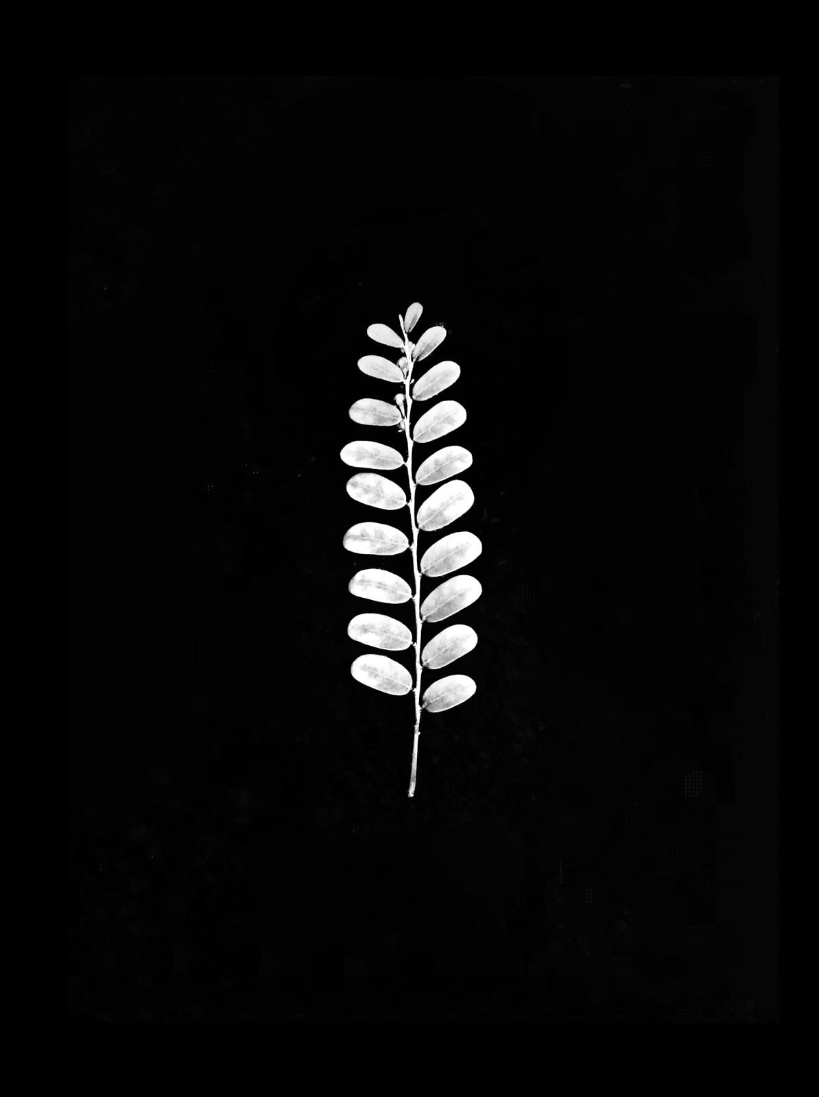 Feuille blanche isolée sur fond noir.